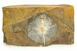 Fossil Winged Walnut (Cyclocarya) Fruit - North Dakota #276453-1